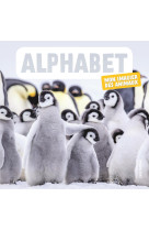 Alphabet